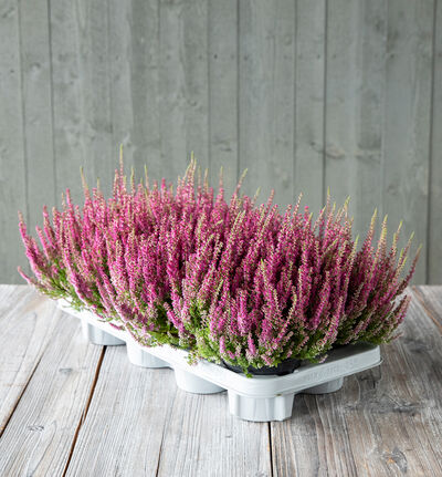 Brett med 10 stk. rosa calluna Brett med 10 stk. rosa calluna